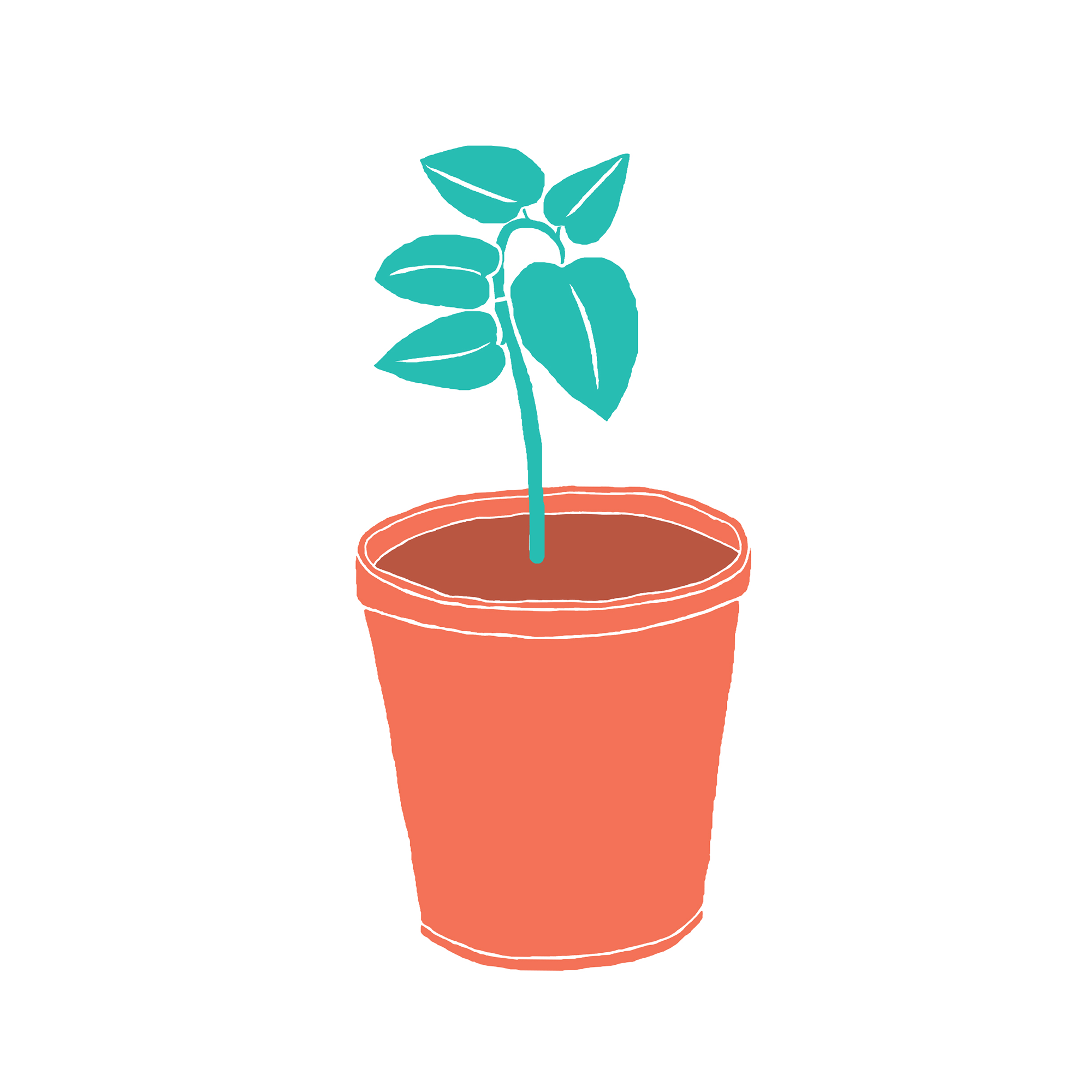 plante