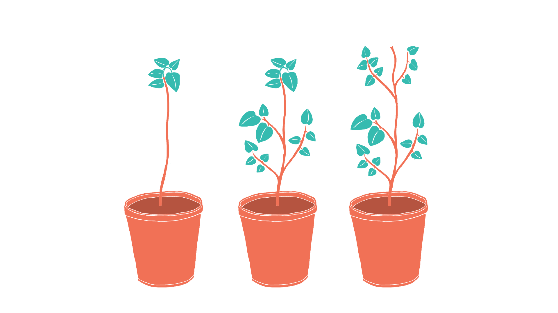 plantes